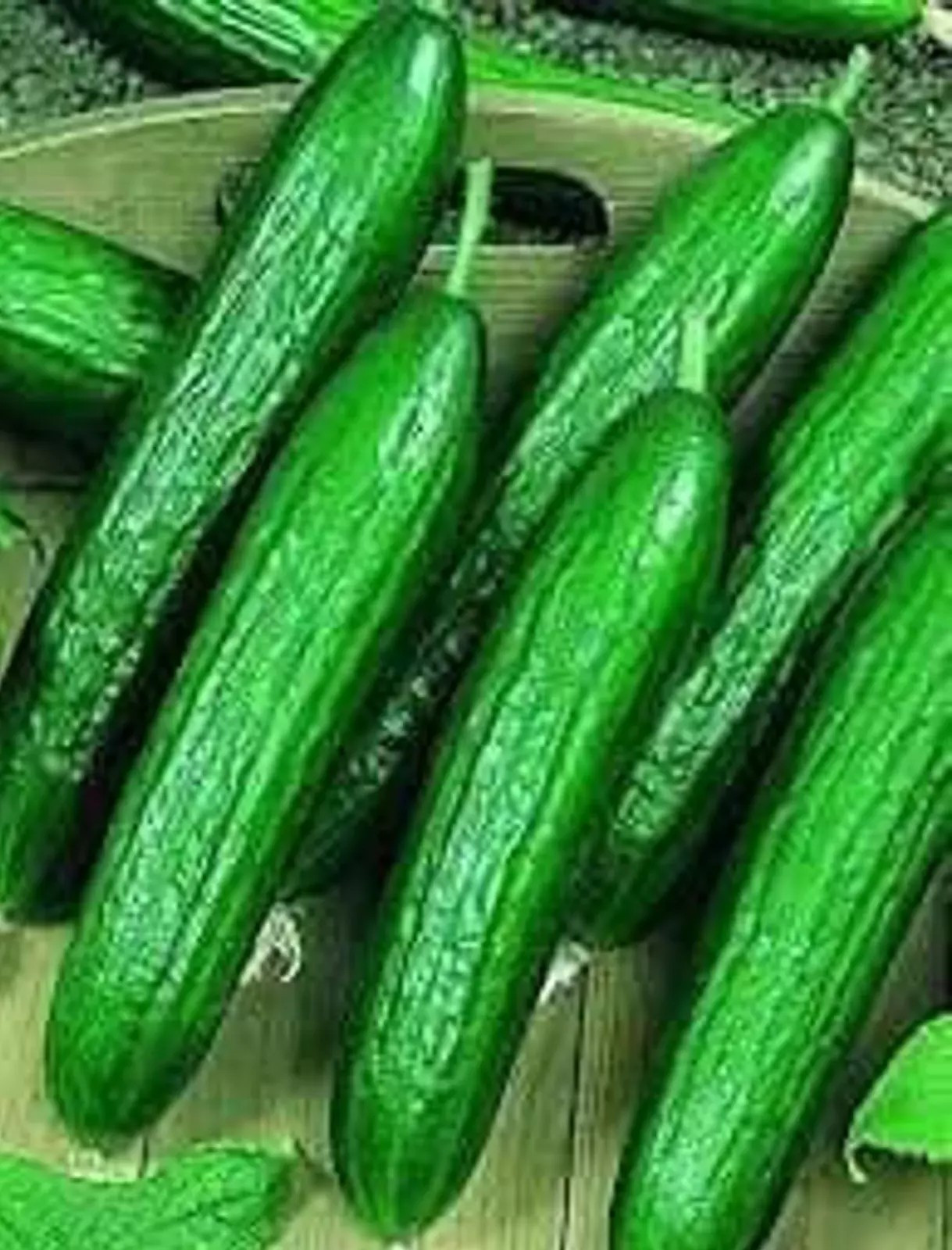 200+ Beit Alpha Cucumber Seeds - Persian / Lebanese - Heirloom - Organic - FRESH gallery