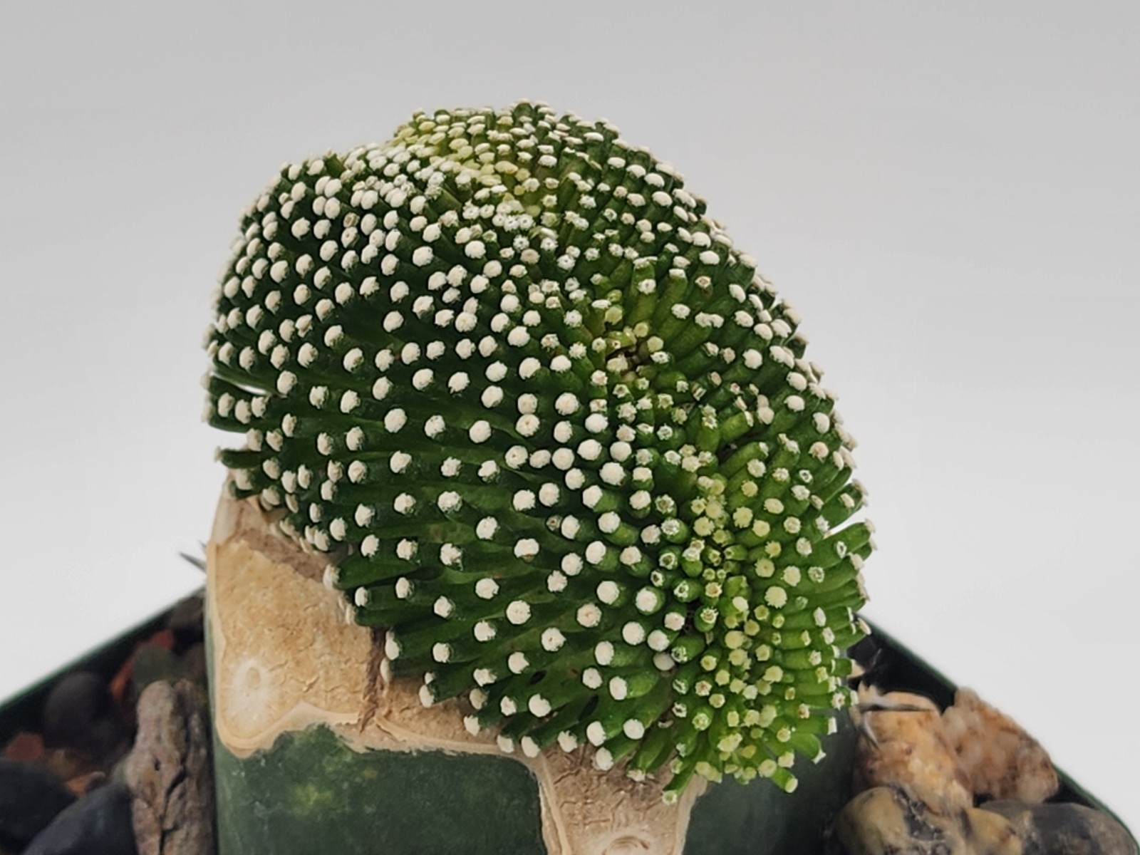 Mammillaria luethyi - Crested - Grafted gallery