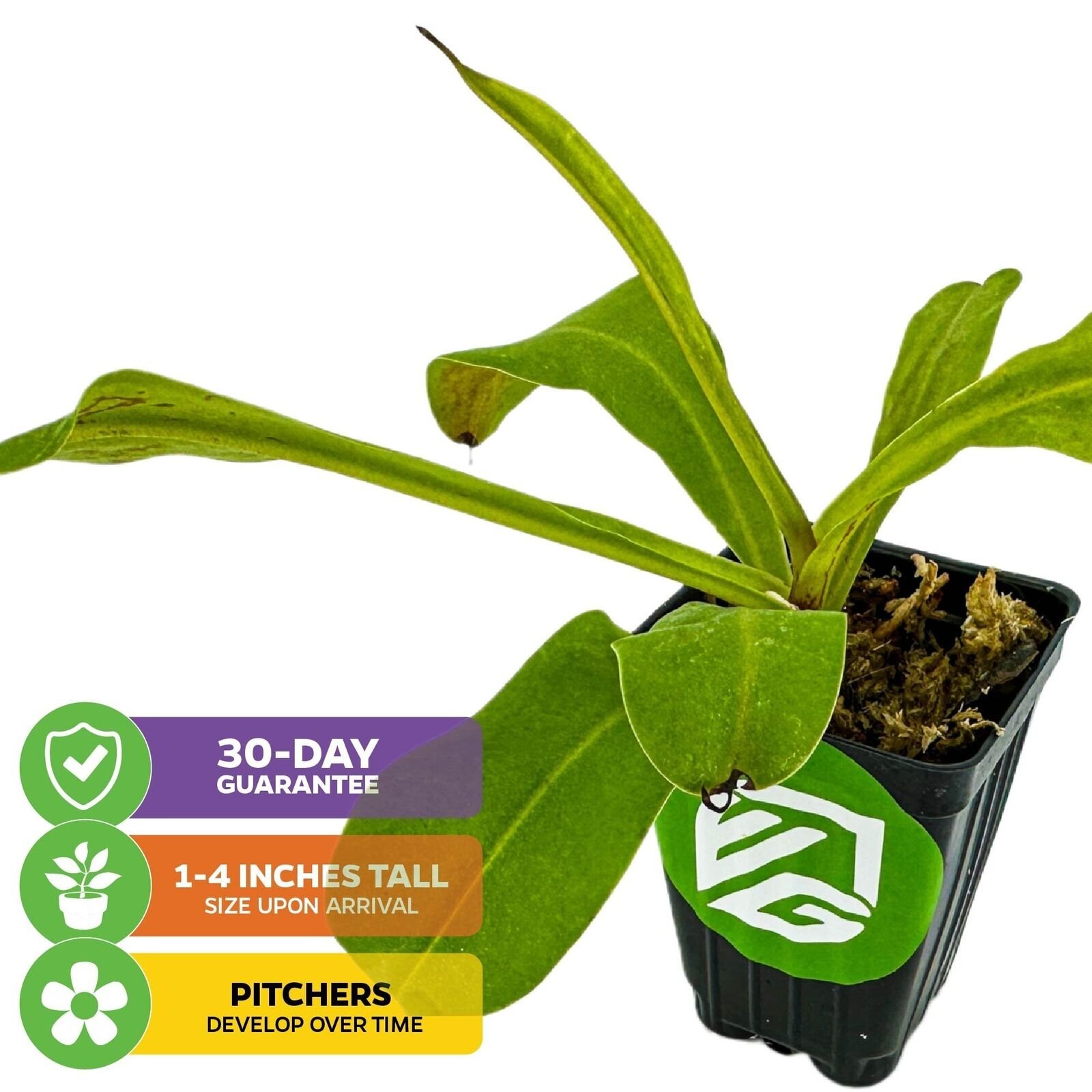 Alata Carnivorous Pitcher Plant - Nepenthes - Live Plant gallery
