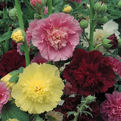 , Double Seeds - Heirloom Seeds for Planting Alcea 1 Pack Majorette Hollyhock gallery