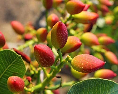 California Pistachio Kernels – Kosher, Raw, Vegan – by Food To Live gallery