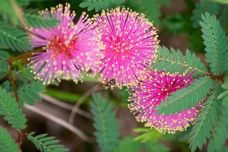 Mimosa quadrivalvis HARDY SENSITIVE PLANT SEEDS! RARE! gallery