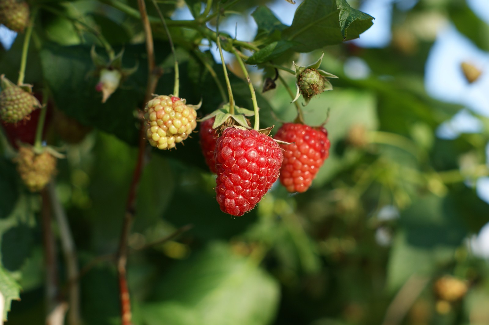 Joan J Raspberry - 2 Red Raspberry Plants - Everbearing - Organic Grown - gallery