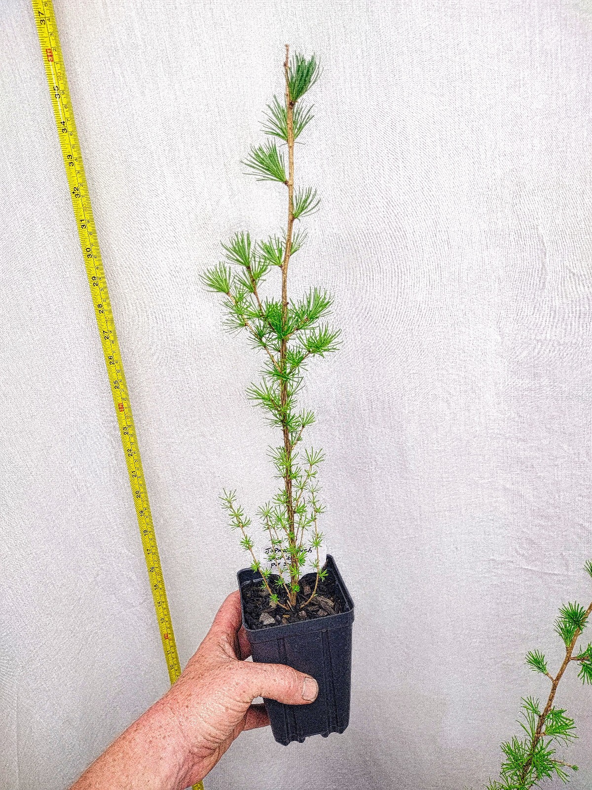 Japanese Larch 1 Year old Potted Tree. Pre Bonsai or Landscape. Larix Kaempferi. gallery