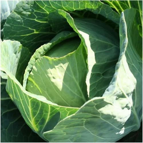 Danish Ballhead Cabbage Seeds For Planting (Brassica oleracea) gallery
