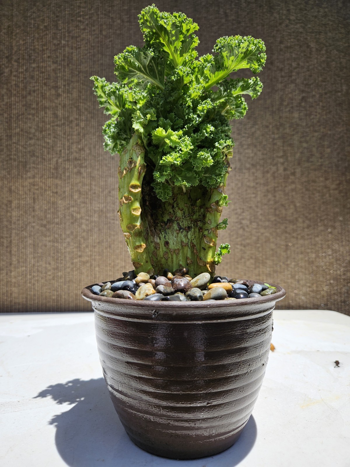 Old Blue Ridge Kale (Brassica oleracea var ) Bonsai Tree,,, SALE gallery