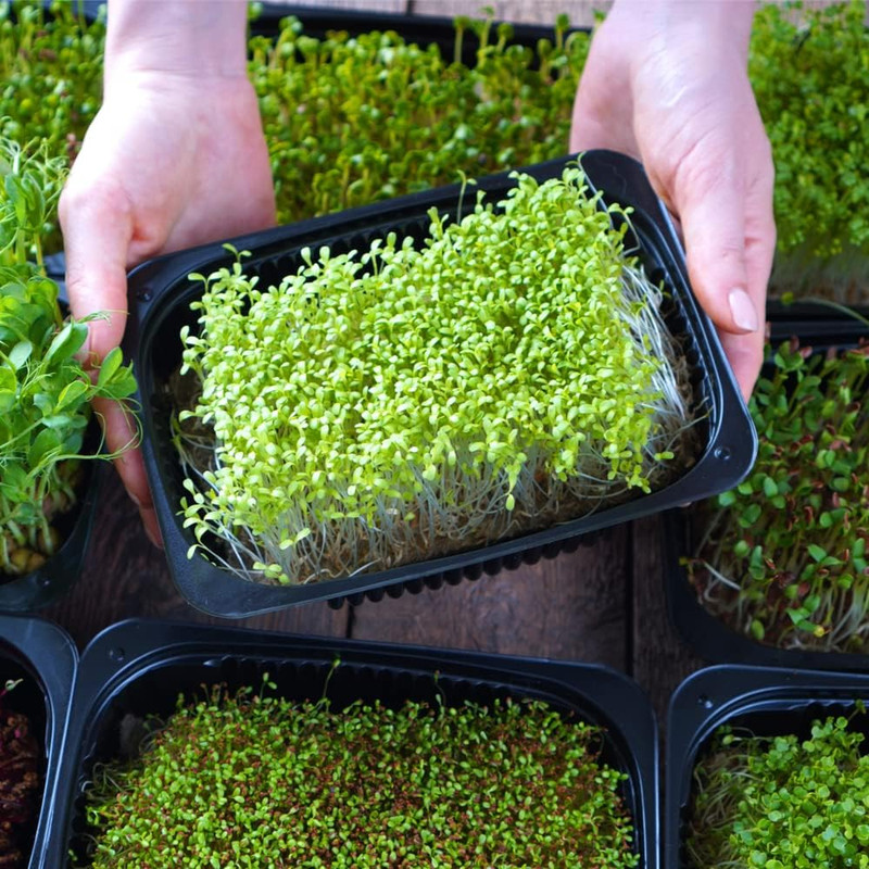 Microgreens Variety Pack (10 Varieties, 2 LBS+, Cabbage, Broccoli, Beet, Radish, gallery