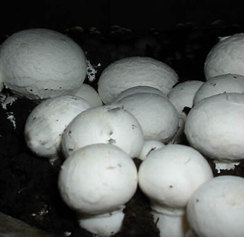 White Button mushroom spores spawn mycelium (on dry seeds) gallery