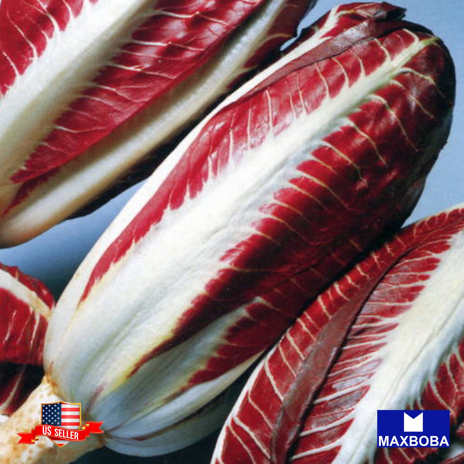 700+ Red Treviso Endive Seeds Heirloom Non-GMO Vegetable BTGO 75% OFF gallery