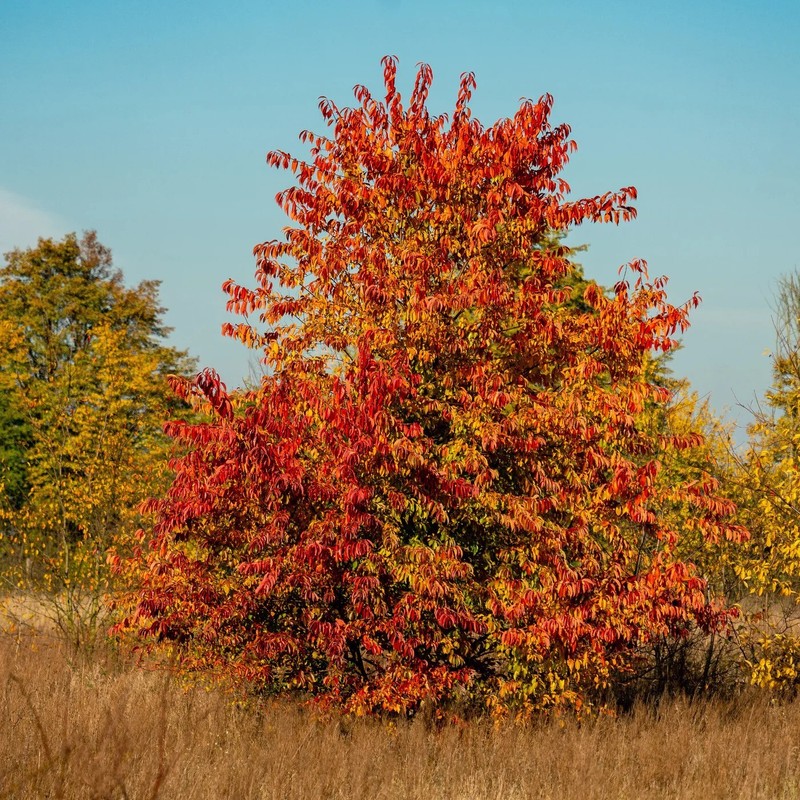 Black Cherry Tree Seeds (Prunus serotina) Hardy-3 Fast, Fall Color Flower Plant gallery