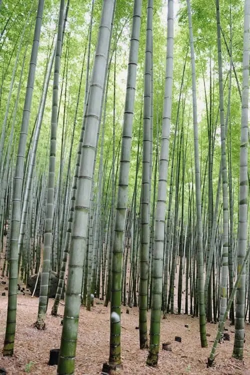 Rare Giant Gray bamboo - Phyllostachys nigra 'Henon - Live Rhizomes (12 Pieces) gallery