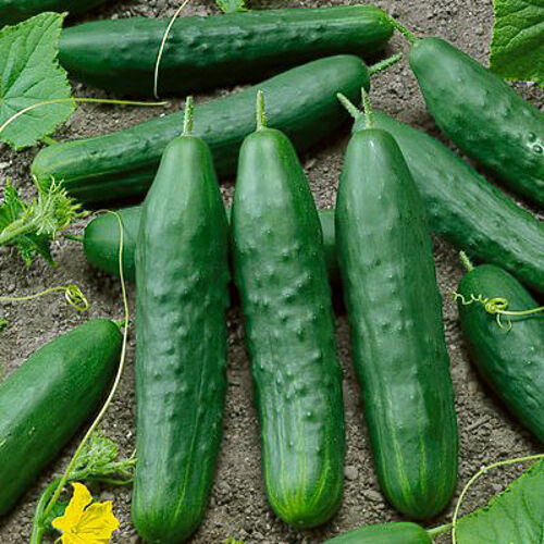 Essential Survival Kit Perfect Vegetable Garden Save Seed 5 Varieties FREE SHIP! gallery