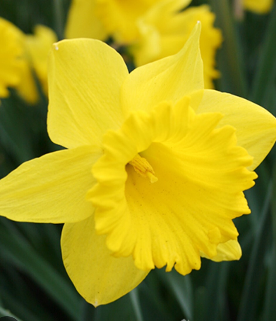 50 Mixed Daffodil Bulbs Assortment FREE SHIPPING gallery
