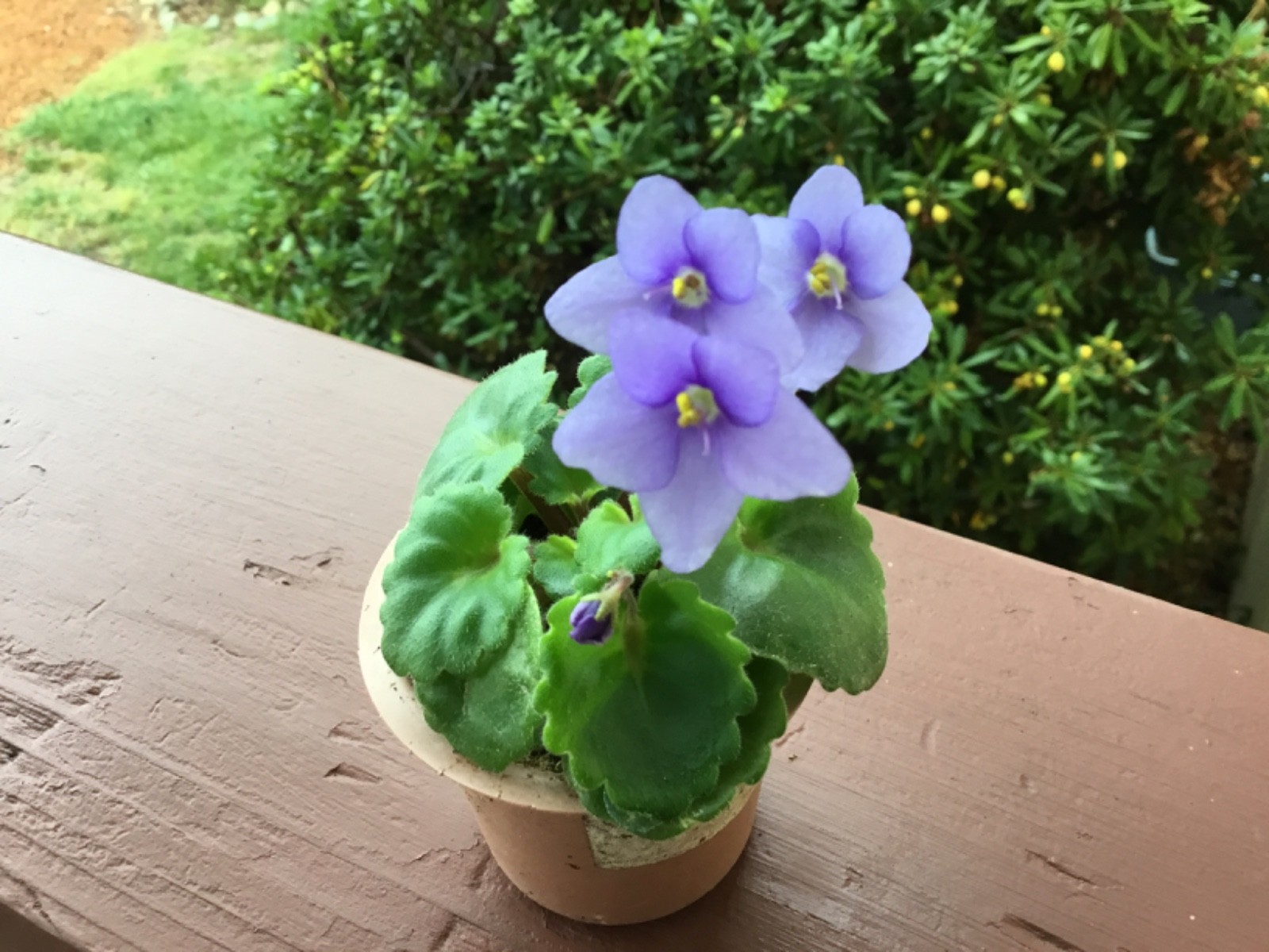 Miniature African Violet"Blue Sprite" gallery