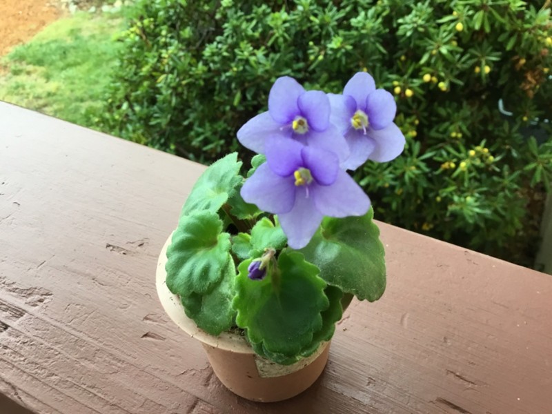 Miniature African Violet"Blue Sprite" gallery