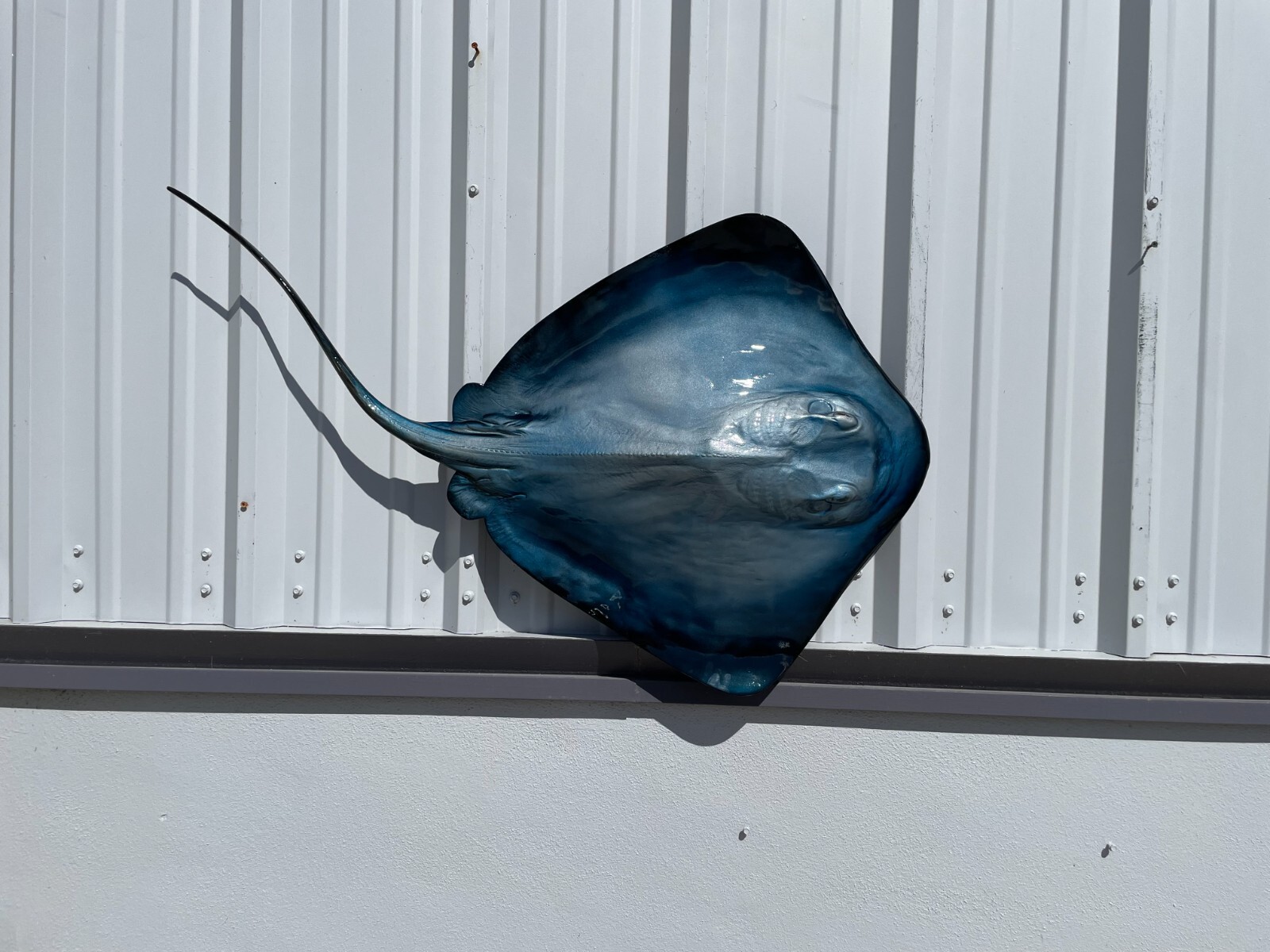 46" Blue Southern Stingray Half Mount - Quick Production gallery