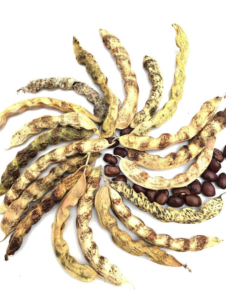 Organic Little Red Cut Short Beans Seeds (Phaseolus vulgaris) 100 Seeds (100 gallery