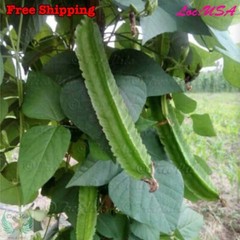 WINGED BEAN SEEDS, ĐẬU RỒNG, DARA DHAM BALA manila GOA, DRAGON BEAN SEEDS