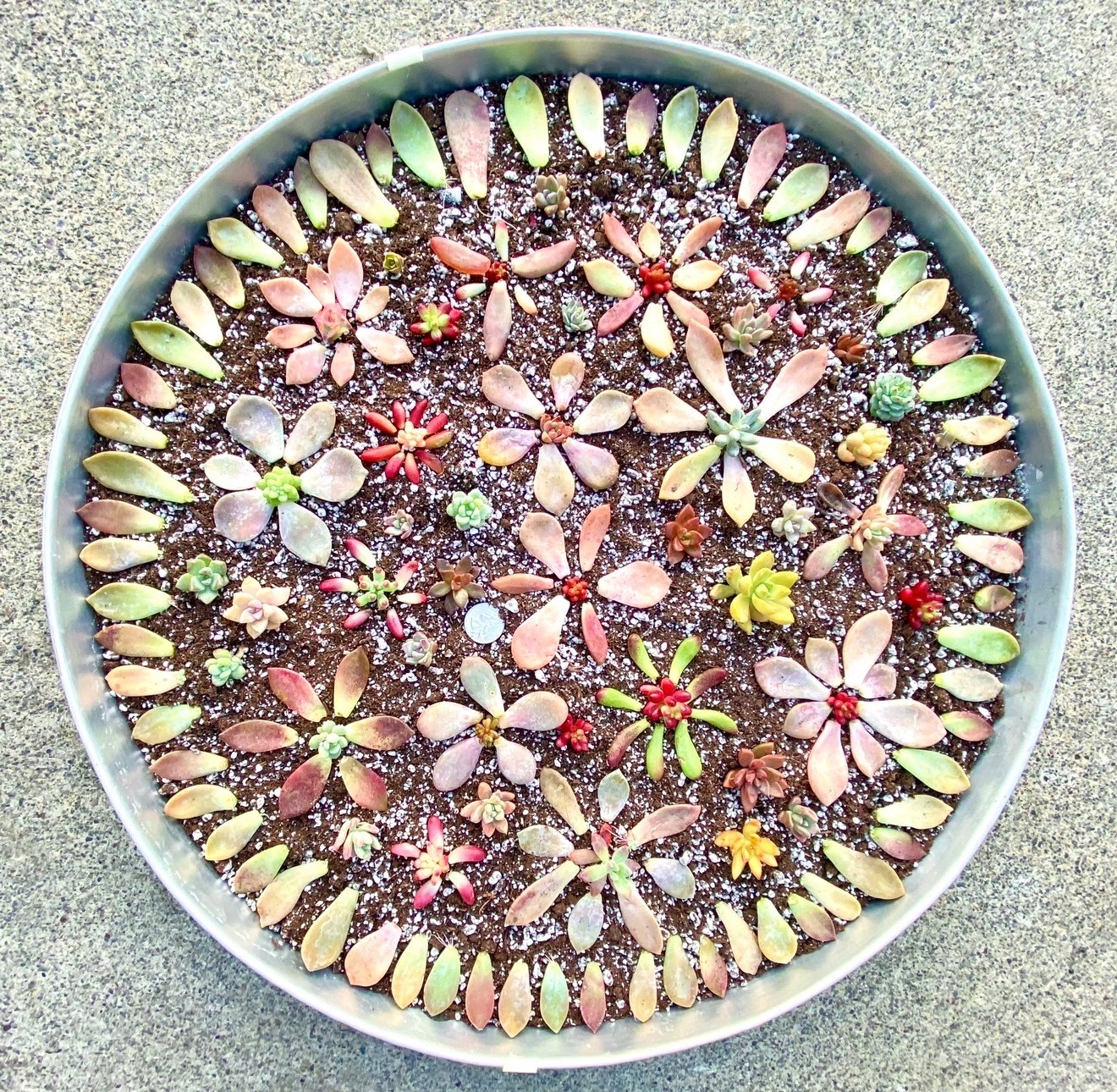 50 Colorful All Different Succulent Leaves Starter Kit Easy Propagation FREESHIP gallery