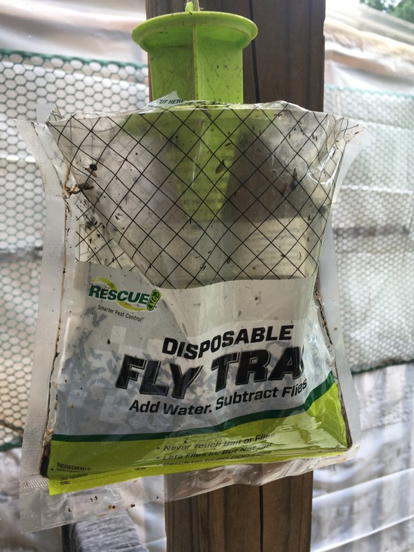 Sterling Rescue FTD-DB12 Disposable Fly Trap Made in USA ** USA Seller ** gallery