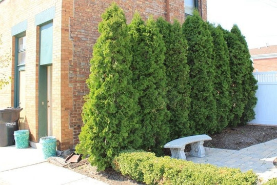 25 EMERALD GREEN Arborvitae 2.5" pot - (Thuja occidentalis) gallery
