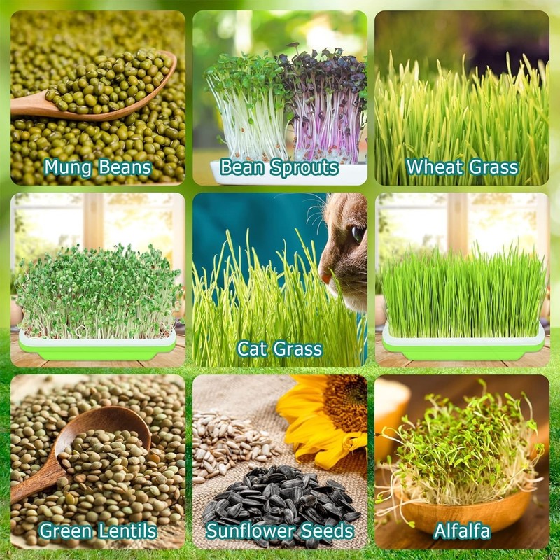 12 Complete SETS Seed Sprouter Tray with Drain Holes Nursery Microgreens Growing gallery