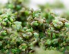 Green Lacewing Eggs on Hanging Card - 1,000 Count - Aphid Exterminator gallery