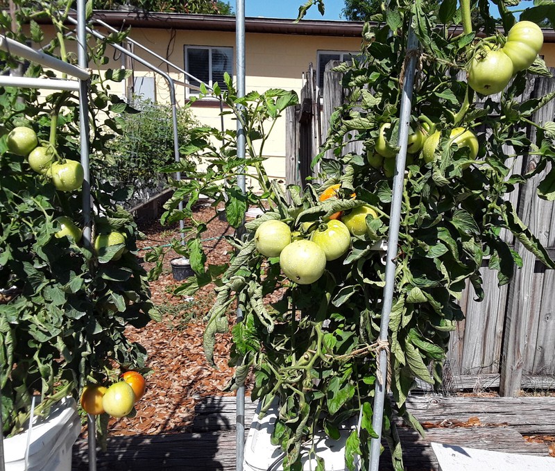 MASTERBLEND ® 4-18-38 Tomato & Vegetable Fertilizer $13.25 - $89.50 (SHIPS FREE) gallery