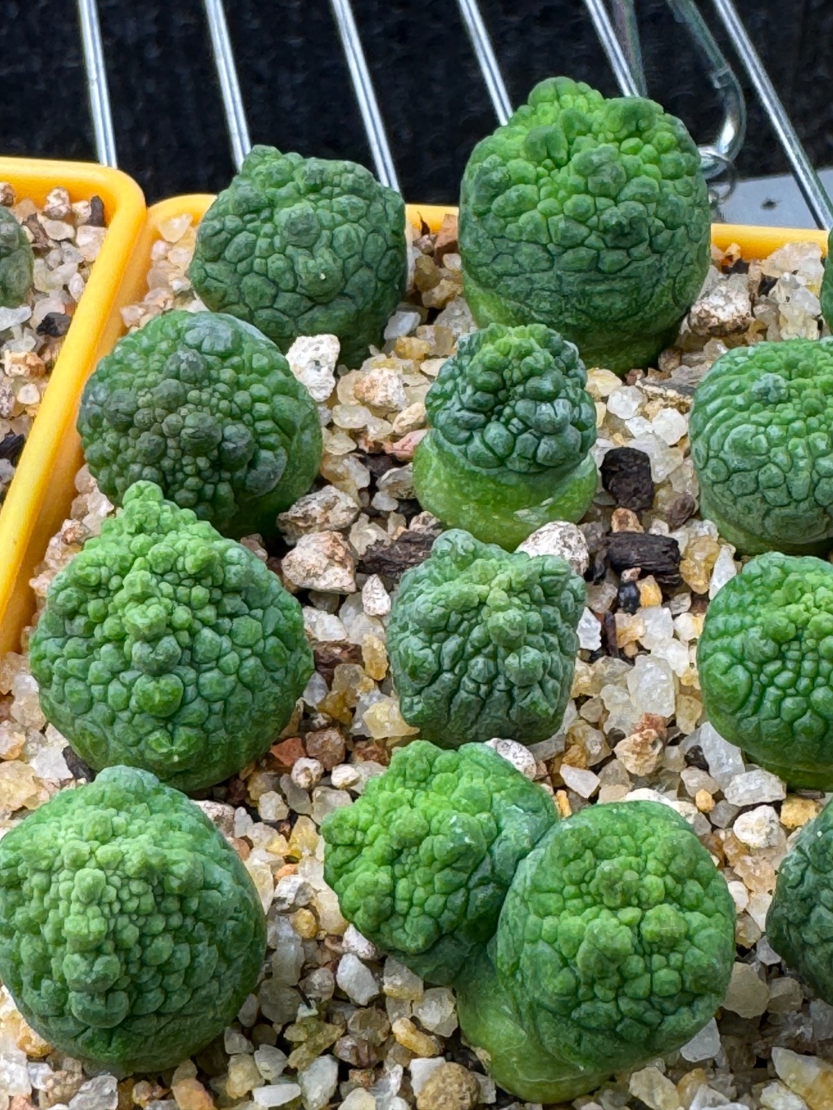 Pseudolithops sphaericus Seedling Rare Succulent Live Plant 1” Seed Grown USA gallery