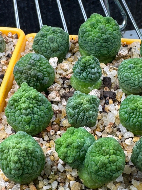 Pseudolithops sphaericus Seedling Rare Succulent Live Plant 1” Seed Grown USA gallery