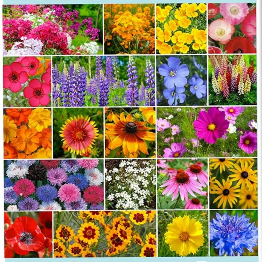 3000+ (1oz+) Spring Planting WILDFLOWERS Non-GMO Seeds PLANT NOW! FREE SHIP gallery