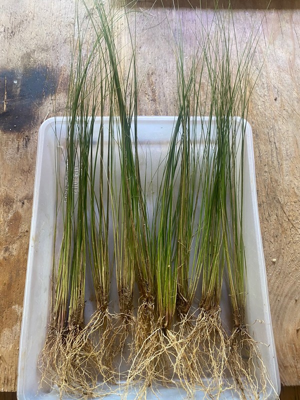 LIVE MEXICAN FEATHER GRASS 10 STARTER PLUGS, STIPA, HARDY, ORNAMENTAL US SELLER gallery