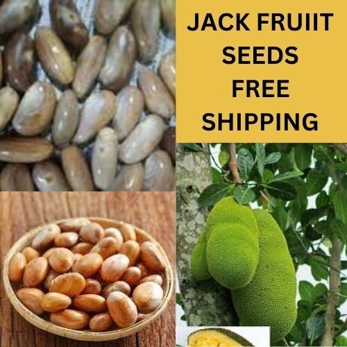 Seeds Jackfruit Fruit Tropical Tree Flower Largest seeds 2kg Fresh Jack Organic gallery