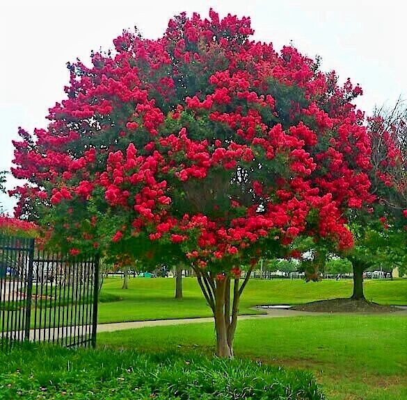 CRAPE MYRTLE TREE SEEDS Crepe (Lagerstroemia Indica) Fast Lilac Flower Plant gallery