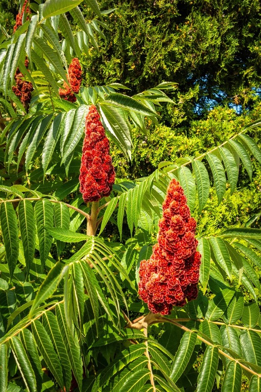 1 Smooth Sumac Tree 12-24" Bare Root Rhus glabra gallery