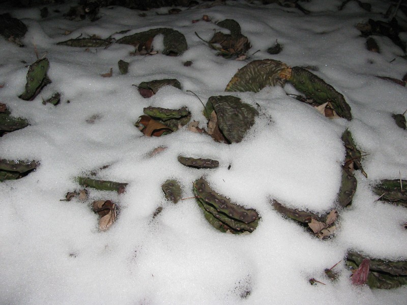 Eastern Prickly Pear Cactus WINTER / COLD HARDY IN BUFFALO NY Succulent Plant gallery