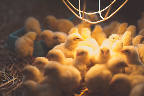 4 Pack 250W Watt Infrared Brooder Chicken Coop Hen House Clear Heat Lamp R40 E26 gallery