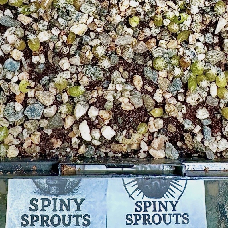 Granite Top Dressing Soil Amendment Very Fine 1/8” Bonsai Cactus Succulent Aroid gallery