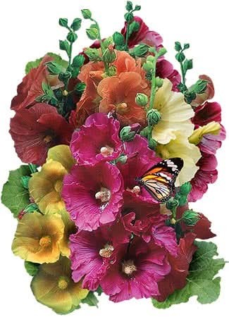 Single Hollyhock Mixture (Alcea rosea) gallery