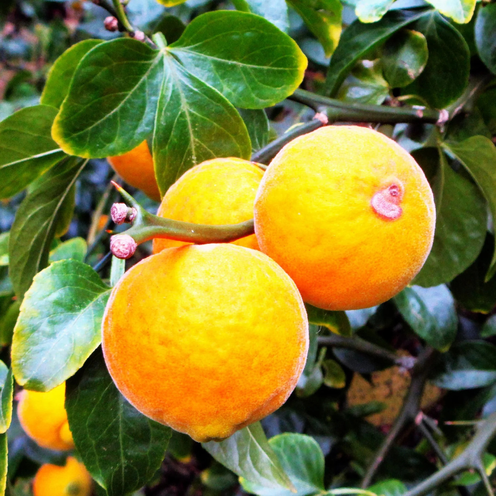 Hardy Orange Tree (Trifoliate) Seeds - For 2026 Planting Poncirus Trifoliata gallery
