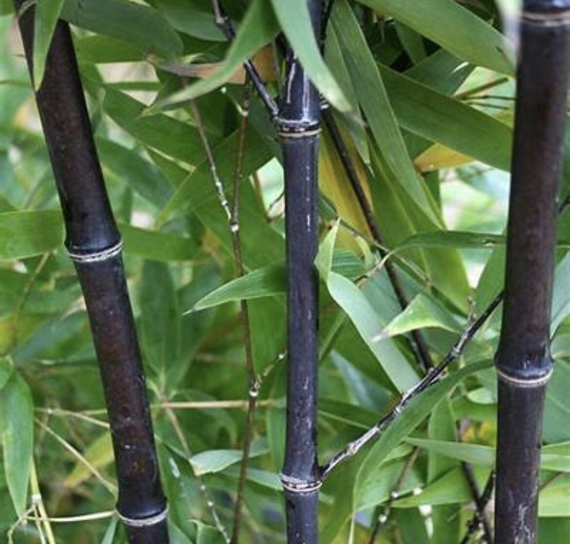 (5) Black Timber Bamboo Phyllostachys Nigra Live Root / Rhizome Bare Root Plant gallery