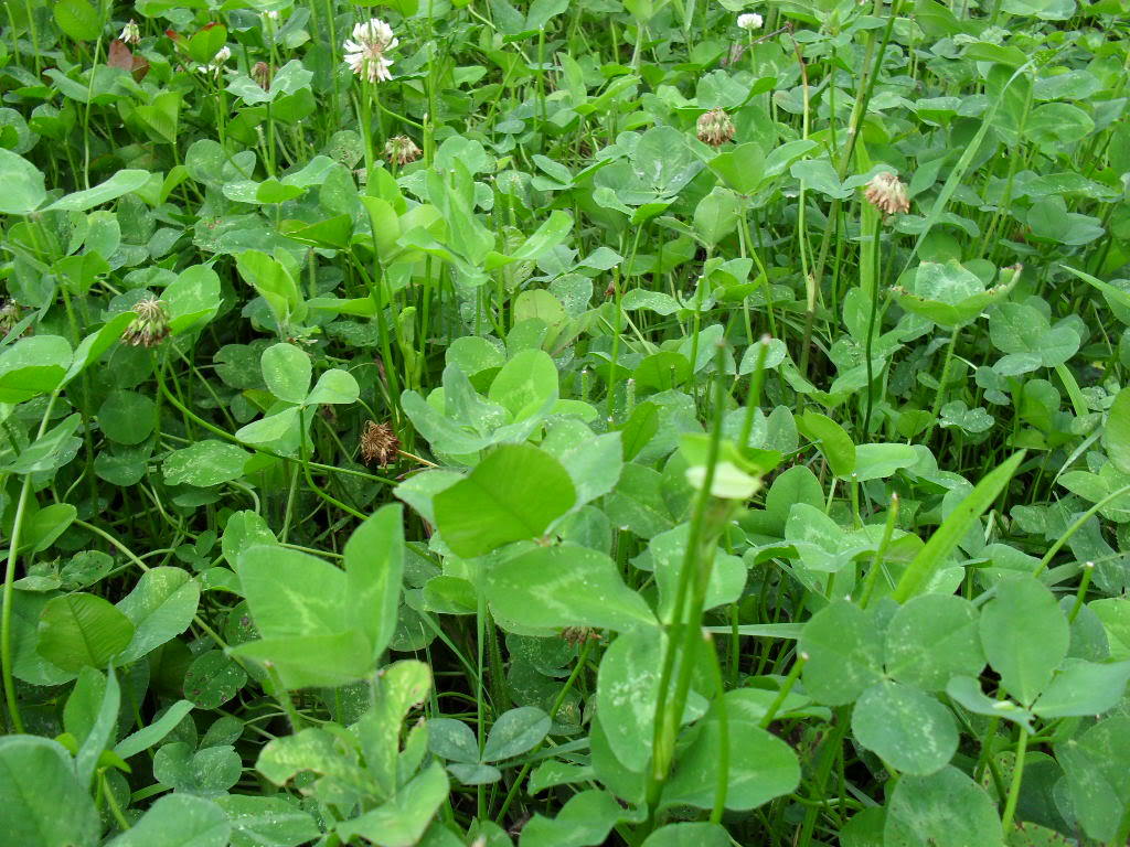Ladino Clover Seeds - 25 Lbs. gallery