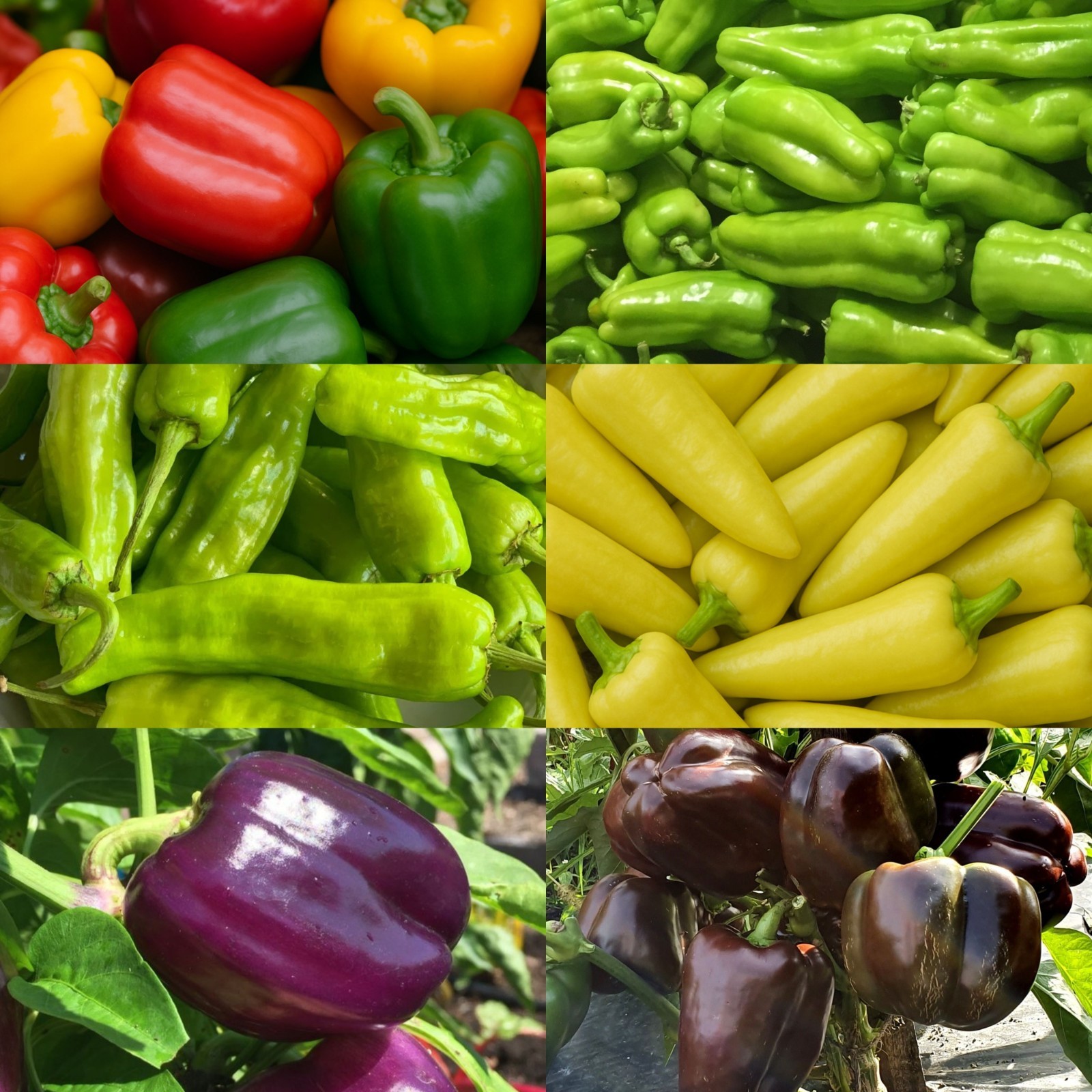 6 Sweet Pepper Seeds Collection, High Yield, Non-GMO, Fast Growing, Easy to Grow gallery