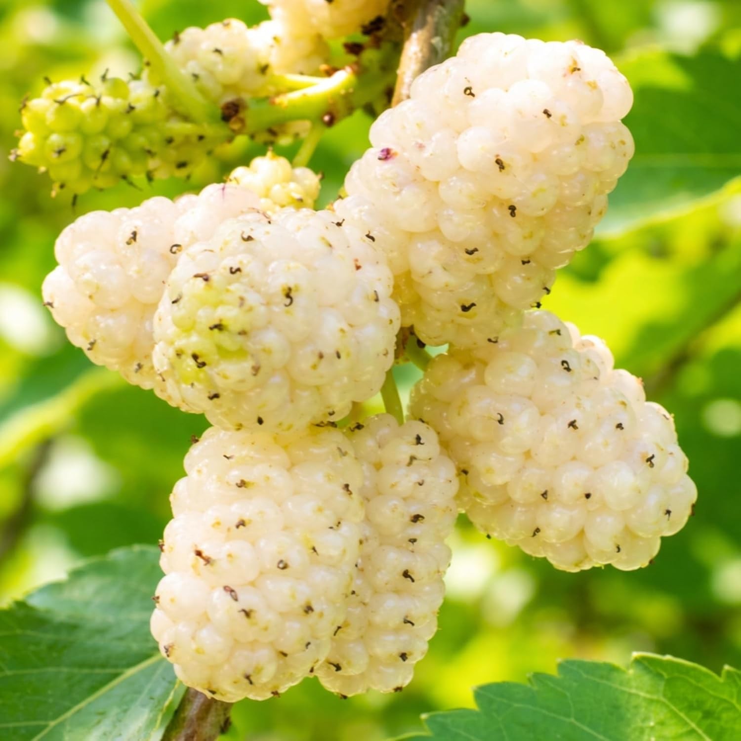 White Mulberry Tree Live Plants (Morus alba) – Sweet Edible Fruit Tree (3) gallery