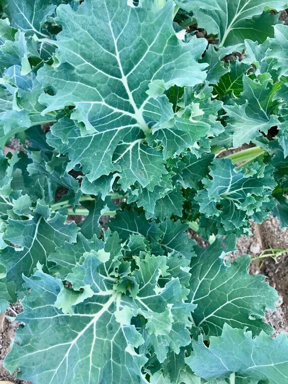 500 DWARF SIBERIAN KALE SEEDS ~ 2026 ~ heirloomseedguy ~ USA gallery