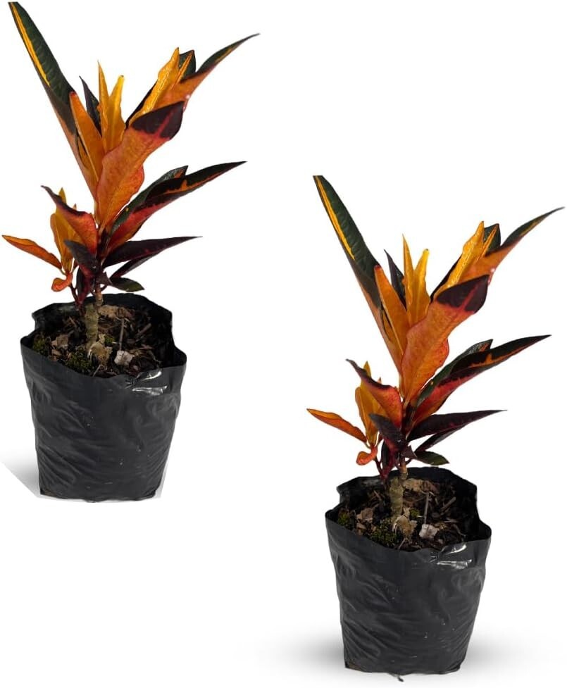 Crotton Peach (2pack) by LEAL PLANTS ECUADOR | Natural Décor Indoor Plant gallery
