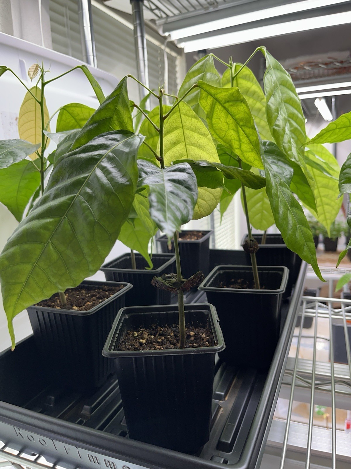 Live Cacao Cocoa Chocolate Tree -Theobroma- yellow pods *ships from California* gallery