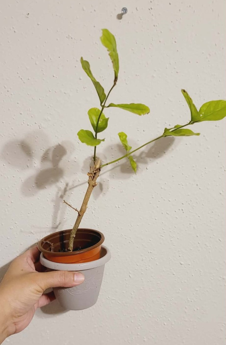 Jasmine Plant Jasminum Starter Evergreen Shrub Jasminum Climbing Garden Outdoor gallery