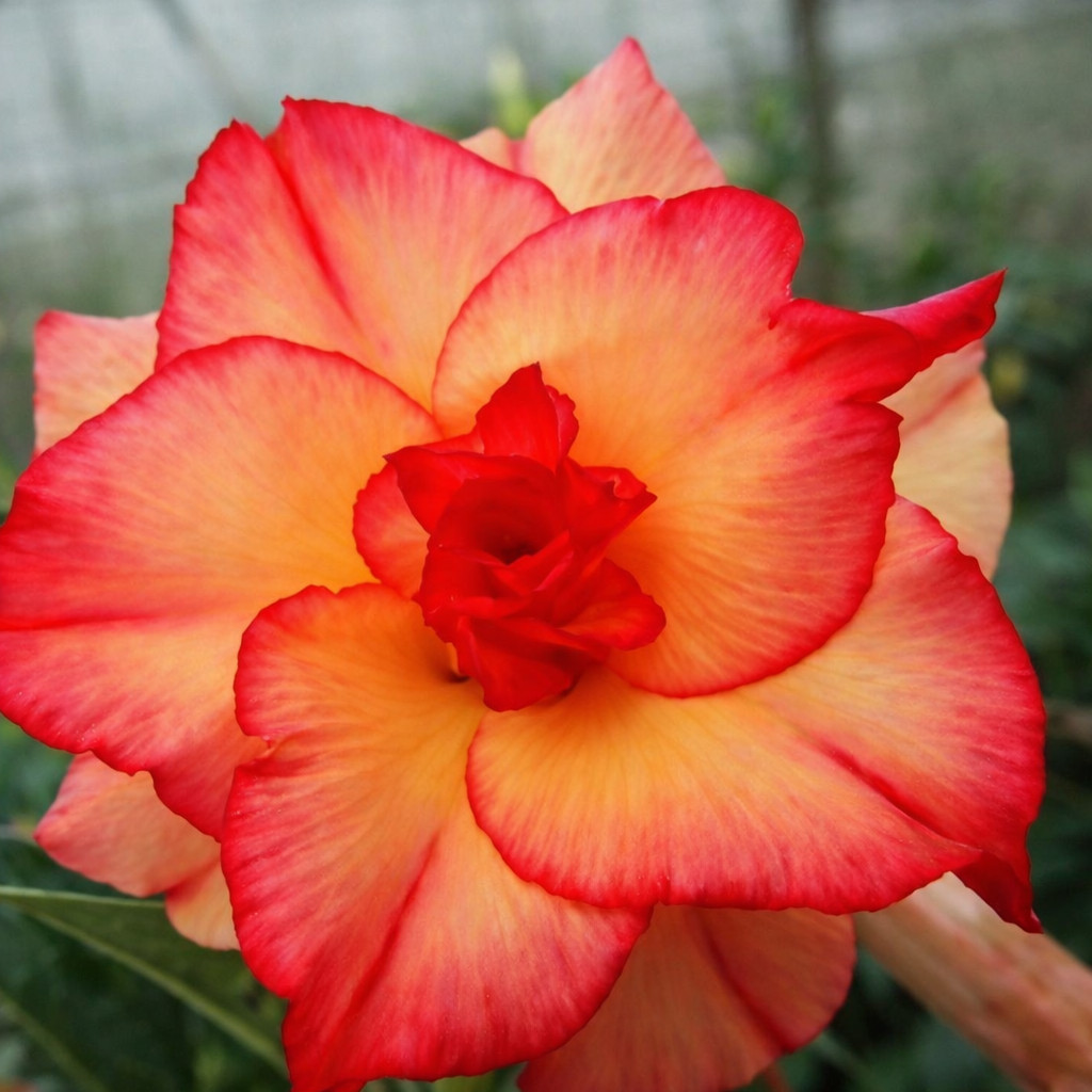 15+ "Phoenix Blush" Desert Rose Seeds Red Orange Blooming Adenium gallery