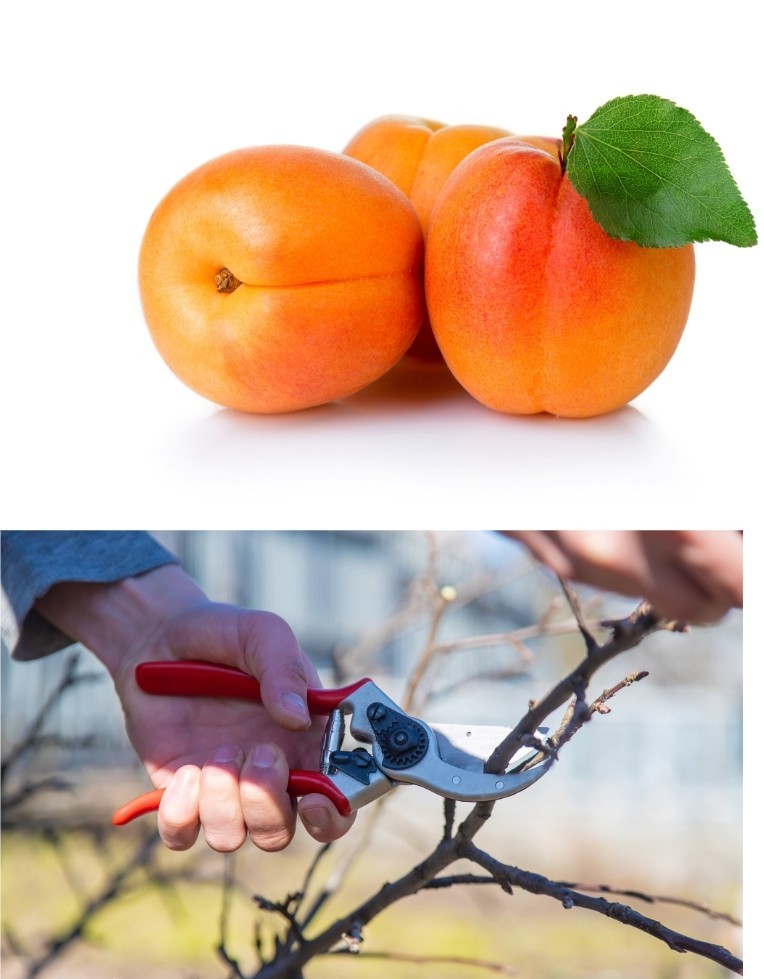 4 Pcs Cuttings Apricot Tree California gallery